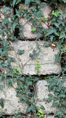 The old background. Wall of a house, fence with bricks and ivy.