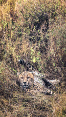 Cheetah in Serengeti, Tanzania