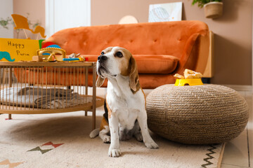 Cute Beagle dog with Hamantaschen cookies on pouf at home. Purim celebration