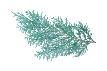 Branch of green blue Thuja branch isolated on white White cedar Foliage Fragment Leaves