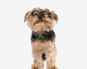 beautiful little yorkshire terrier puppy wearing glasses and looking up