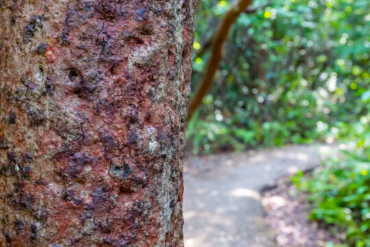 selective focus on the bark of a Gumbo limbo tree along trail path at Everglades National Park
