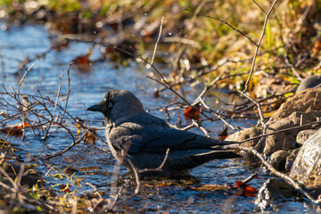 Western jackdaw Coloeus monedula washing in a small stream.