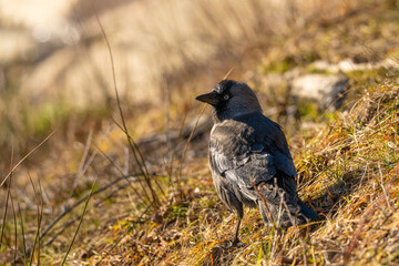 Western jackdaw Coloeus monedula on grass.