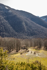 A beech forest, in Campo Felice, Italy. A small refuge for hikers in the mountains of the Abruzzo Apennines. The bare trees in winter, the clear blue sky, grassy hills, bushes, shrubs and rocks.