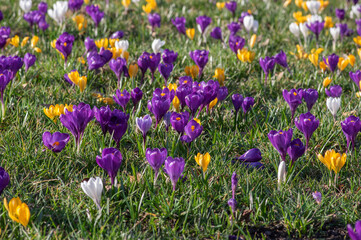 Field of flowering crocus vernus plants, group of bright colorful early spring flowers in bloom