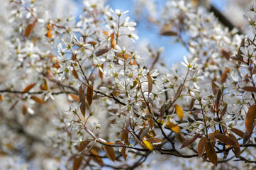 Amelanchier lamarckii deciduous flowering shrub, group of snowy white petal flowers on branches in bloom