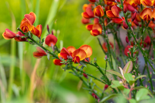 Cytisus scoparius lena ornamental flowers in bloom, yellow red orange bright color flowering plant