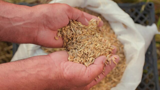Capturing the essence of a bountiful harvest, this image showcases the close-up view of wheat grains cradled in the hands of a successful farmer.