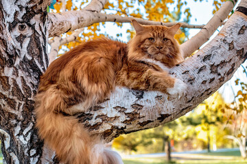 A very big red maine coon cat sitting on a tree in forest.
