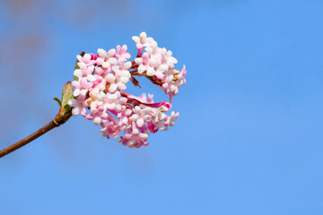 Viburnum blossom on the blue sky background