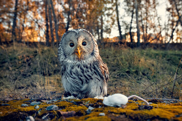 A beautiful owl, the Ural Owl, sits on a tree in the forest.