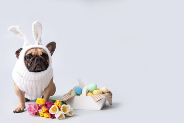 Cute French bulldog in bunny costume with beautiful tulips and Easter eggs on grey background