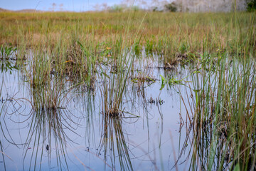 low level view along the water surface of wetland swamp in the Everglades National Park