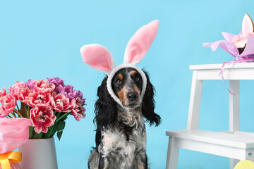Cute cocker spaniel in bunny ears and beautiful tulips on blue background. Easter celebration