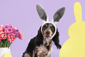 Cute cocker spaniel in bunny ears with paper rabbit and beautiful tulips on lilac background....