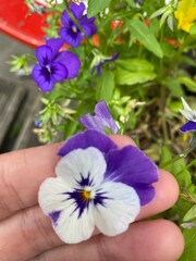 Holding a violet in between finger with other violets and green leaves in the background