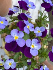 Two coloured violet flower close up with green leaves