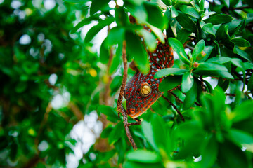 big red lizard on the tree on tropical island. soft focus