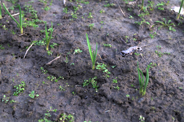 garlic sprouts in the bed in spring