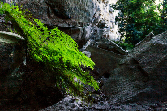 Tiger Snake Canyon, Wollemi National Park, NSW, Australia