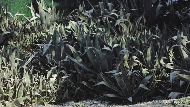 Agave americana in the snow, сactus under the snow, snow in the desert, disasters, cacti, plants, weather, seasons, climate change, beauty, nature