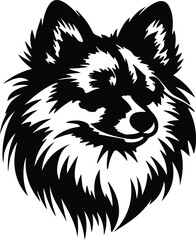 Fototapeta premium Pomeranian portrait