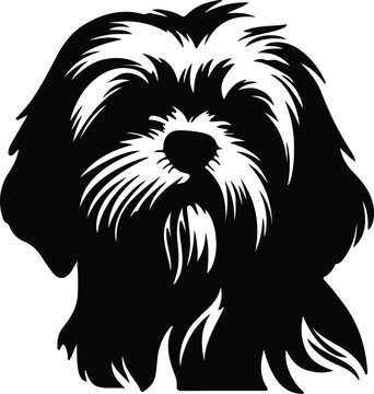 Lhasa Apso  portrait