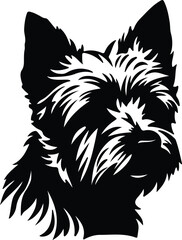 Fototapeta premium Norwich Terrier portrait