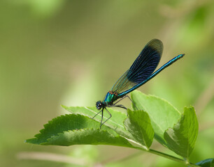 blue dragonfly on leaf