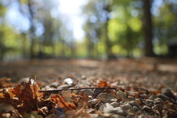 utumn ambiance in the Jardin Du Luxembourg , in Paris