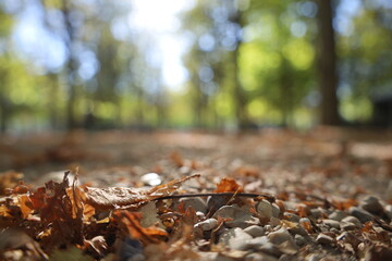 utumn ambiance in the Jardin Du Luxembourg , in Paris