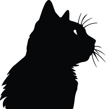 British Shorthair Cat  portrait