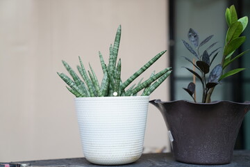 plant, pot, cactus