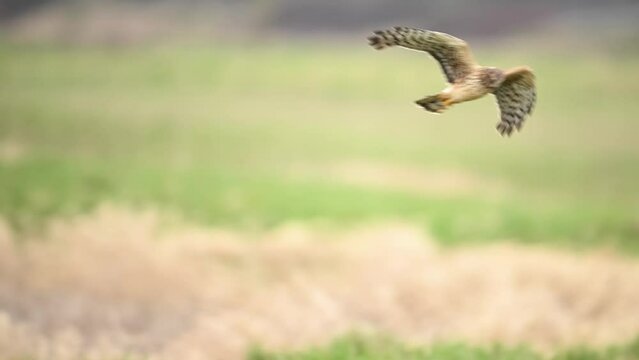 Northern harrier hawk in slow motion flight as it seek prey.