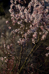 almond blossom tree