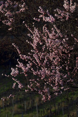 almond blossom tree