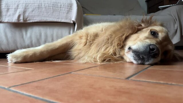 Cute golden retriever lying on the floor at home looking relaxed about to fall asleep (color image).
