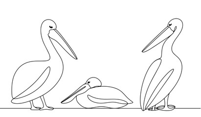 Pelican. Waterfowl. Beak