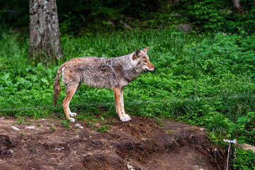 Eastern Coyote (Canis latrans), standing in the forest.