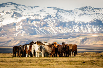 Beautiful Icelandic Horses, Iceland 