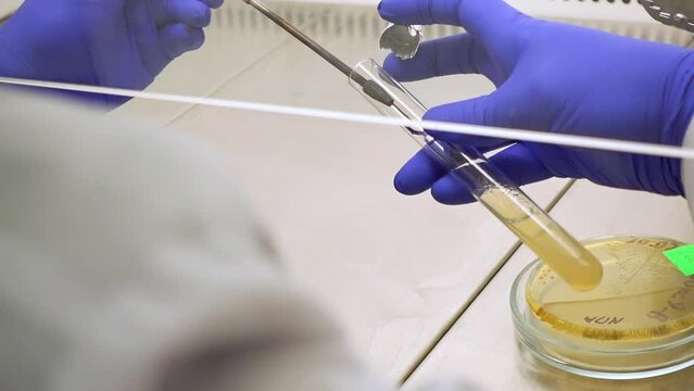 A scientist works with bacteria under sterile conditions in a laboratory, inoculating bacteria into a test tube using a microbiological loop.