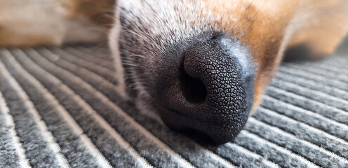 Dog nose Close-up. Banner. Selective focus on animal's nose. Red mongrel dog sleeps on the bed....