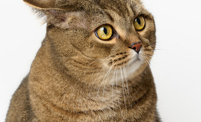 An adult gray cat sits on a white background