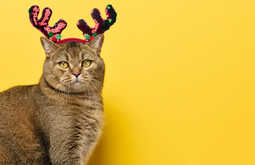 An adult gray cat sits on a yellow background, with a circlet of deer antlers on its head. Christmas background