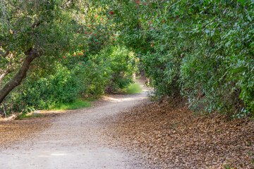 Hiking trail path with green trees in the Anaheim Hills of Orange County, California