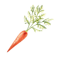 Carrot hand drawn botanical watercolor illustration on white background.