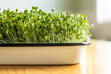 Sprouting Microgreens at Home