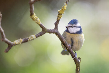 Adult Blue Tit (Cyanistes caeruleus) posed on a thin branch in a British back garden in Spring. Yorkshire, UK