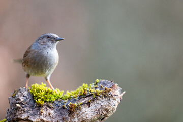 Dunnock (Prunella modularis) in Spring. Perched on a mossy log with a natural background - Yorkshire, UK in March